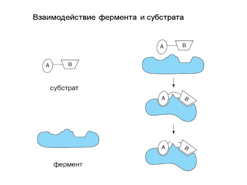 Взаимодействие фермента и субстрата субстрат фермент